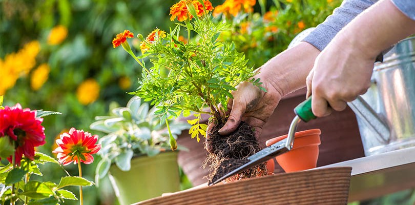 Gardening